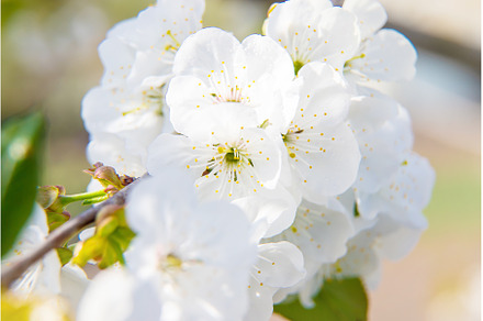Flowering tree branches in spring, a Nature Photo by yanadjana