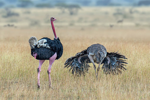 Ostriches during courtship games on a dry pasture, an Animal Photo by Byrdyak