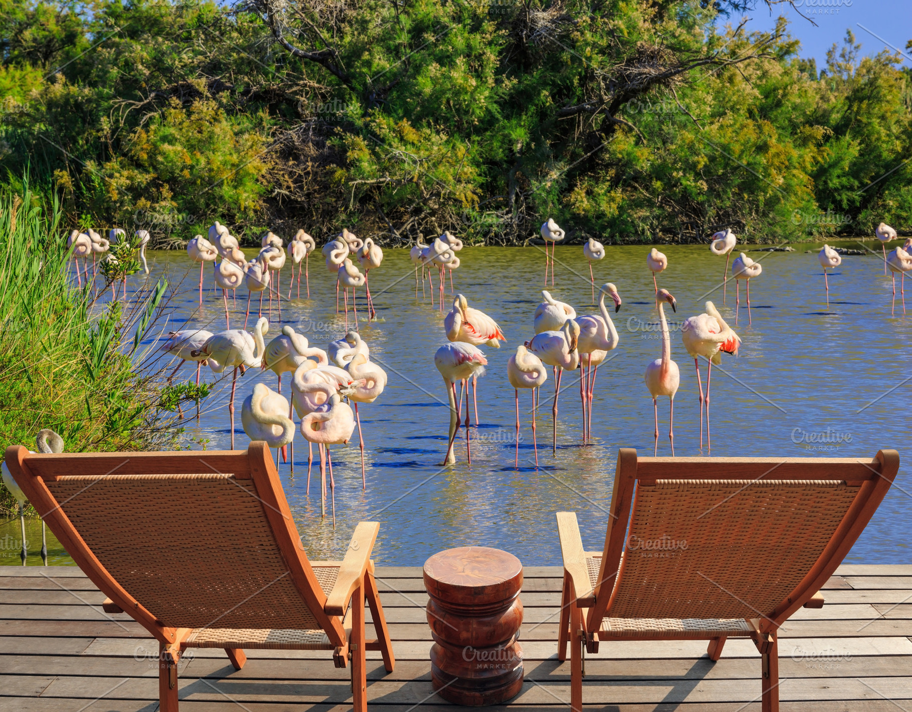 The lounge chairs for rest and  birdwatching, a Nature Photo by kavram