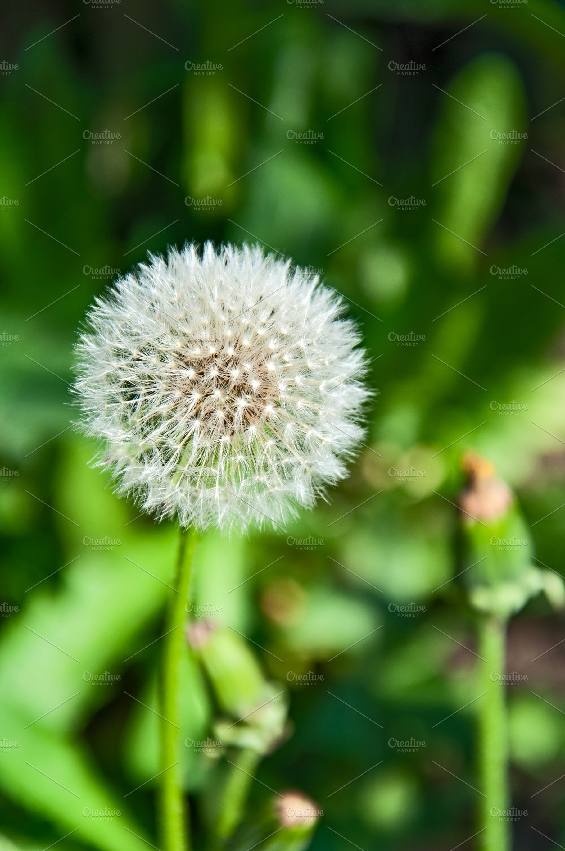 Beautiful Dandelion