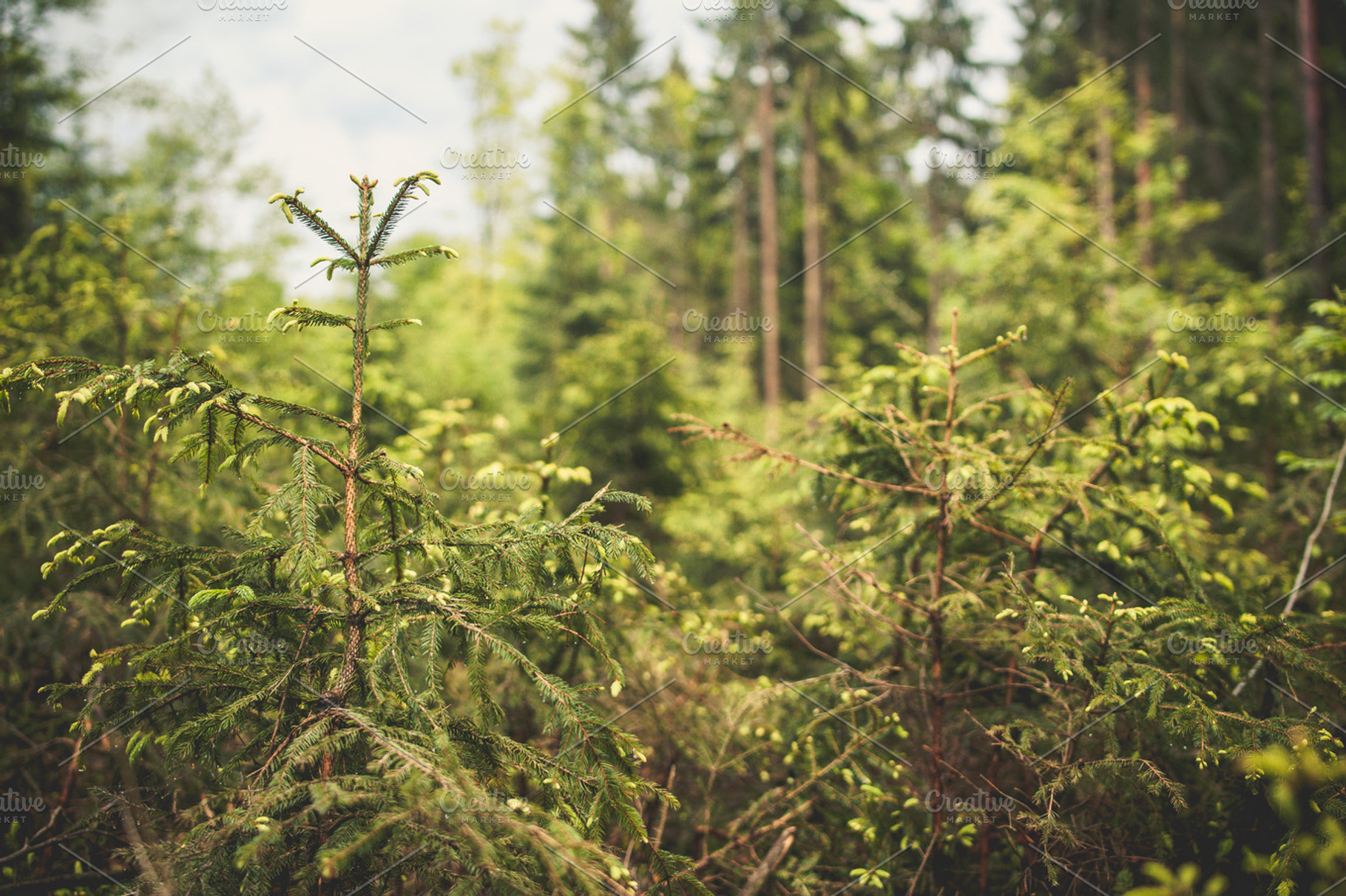 In the forest containing tree, forest, and woods