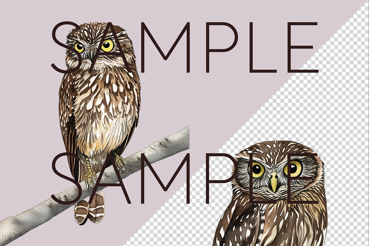 New Zealand Native Bird Clipart, an Animal Illustration by Pawcasso's Portraits (Photo 9 of 9)