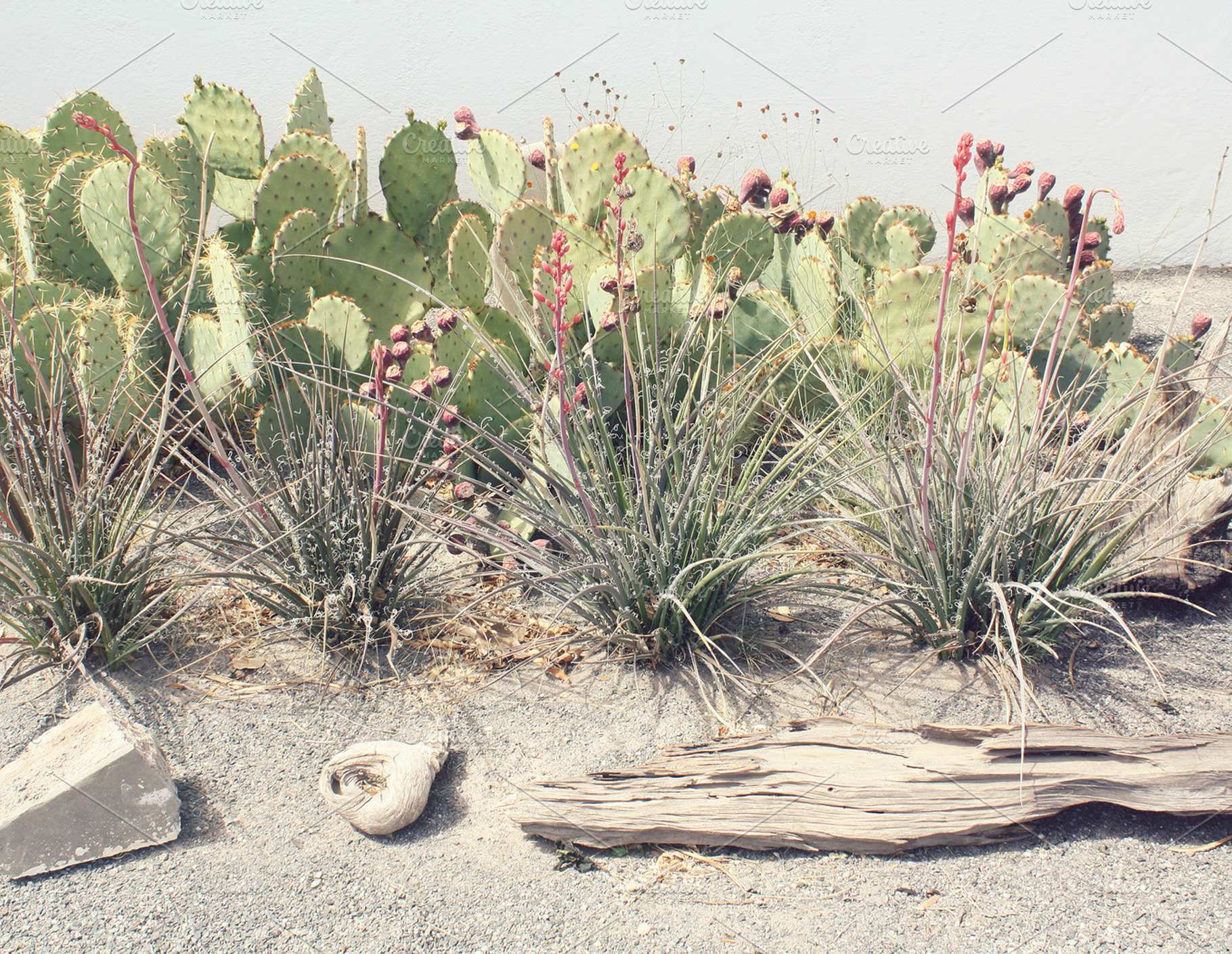 Xeriscape Vignette In Marfa