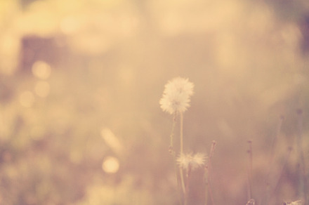 Dandelion featuring dandelio, sun, and flower preview 6