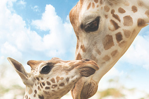 Potrait Mother and baby giraffe