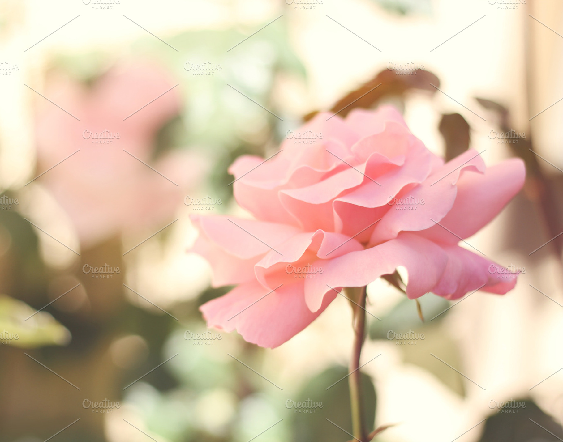 Perfectly Pink 2 - Beautiful Rose, a Background Photo by Lavender Skye Studio