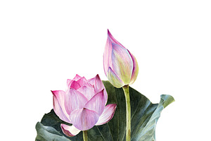 Watercolour lotus with leaves PNG