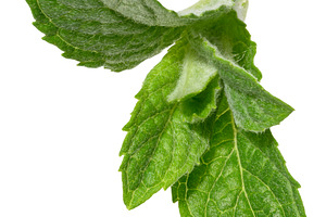 Fresh green mint leaves on isolated background, showing their vi, a Food & Drink Photo by ndanko