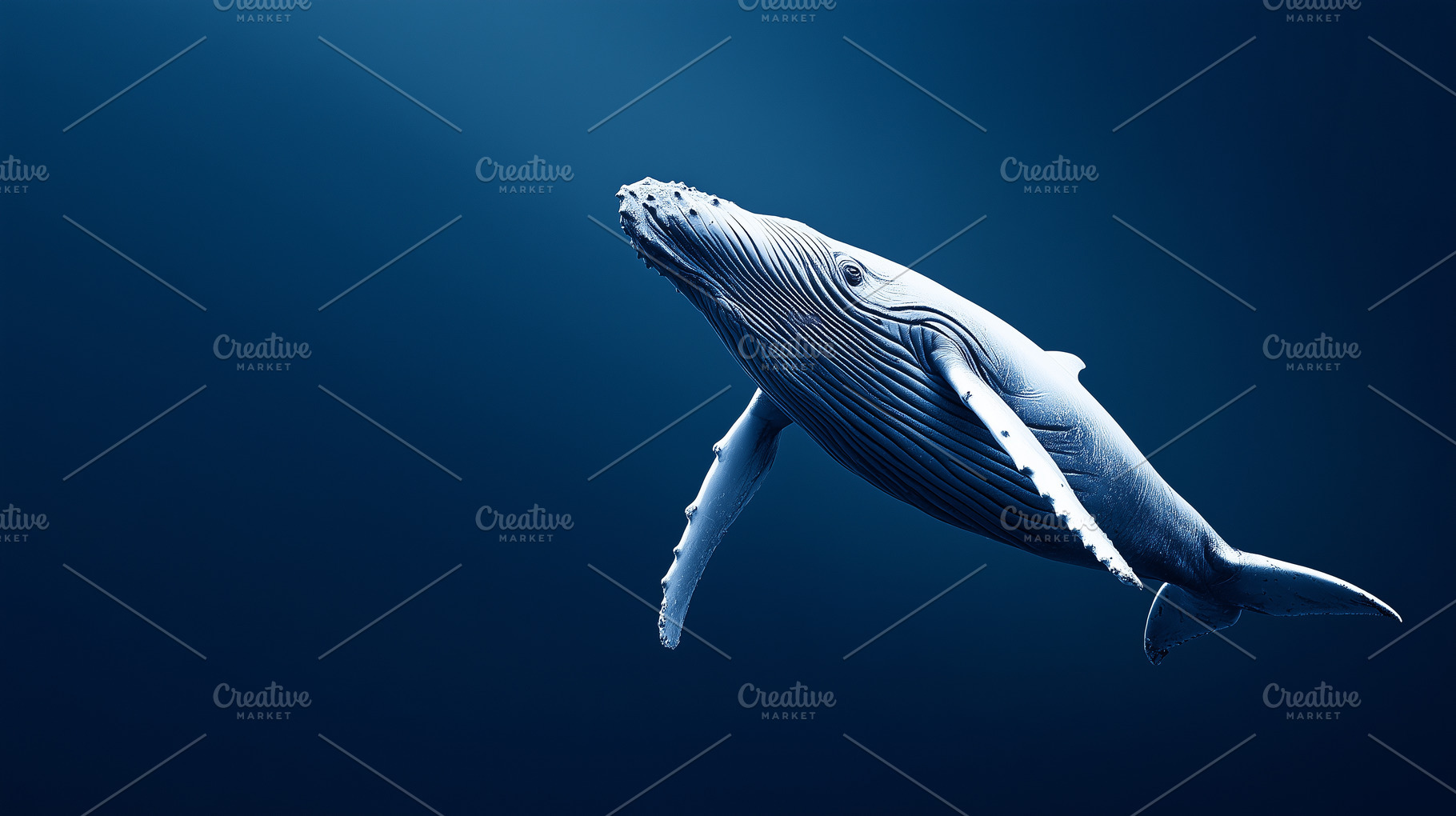 Majestic humpback whale swimming in, an Animal Photo by MistyDay