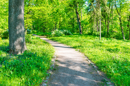 Park and path with green trees, a Nature Photo by Vapi