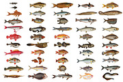 500+ Vintage Fish Illustrations, an Illustration by Dene Studios (Thumbnail 9 of 15)