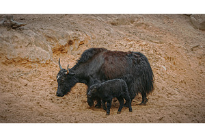 Mother yak with her calf in a, an Animal Photo by Our Amazing World