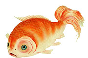 Japanese Koi Images, a Graphic by Digital Vintage (Thumbnail 7 of 7)
