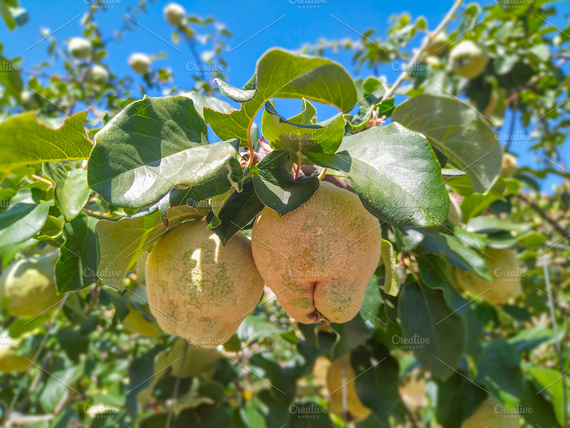 Pears on tree, a Nature Photo by DanFLCreativo