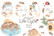 Watercolor Life Cycle Set, an Education Illustration by MayaNavits (Thumbnail 1 of 11)