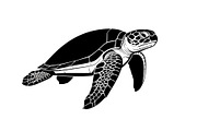 50 Sea Turtle Vector Silhouette Bund, an Illustration by jahid234 (Thumbnail 34 of 51)