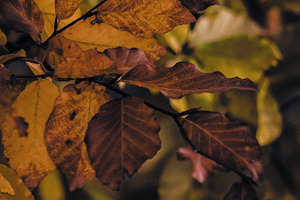 Leaf #16, a Nature Photo by jakub_kopecky