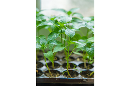 Pepper seedlings grow in spring, a Nature Photo by yanadjana