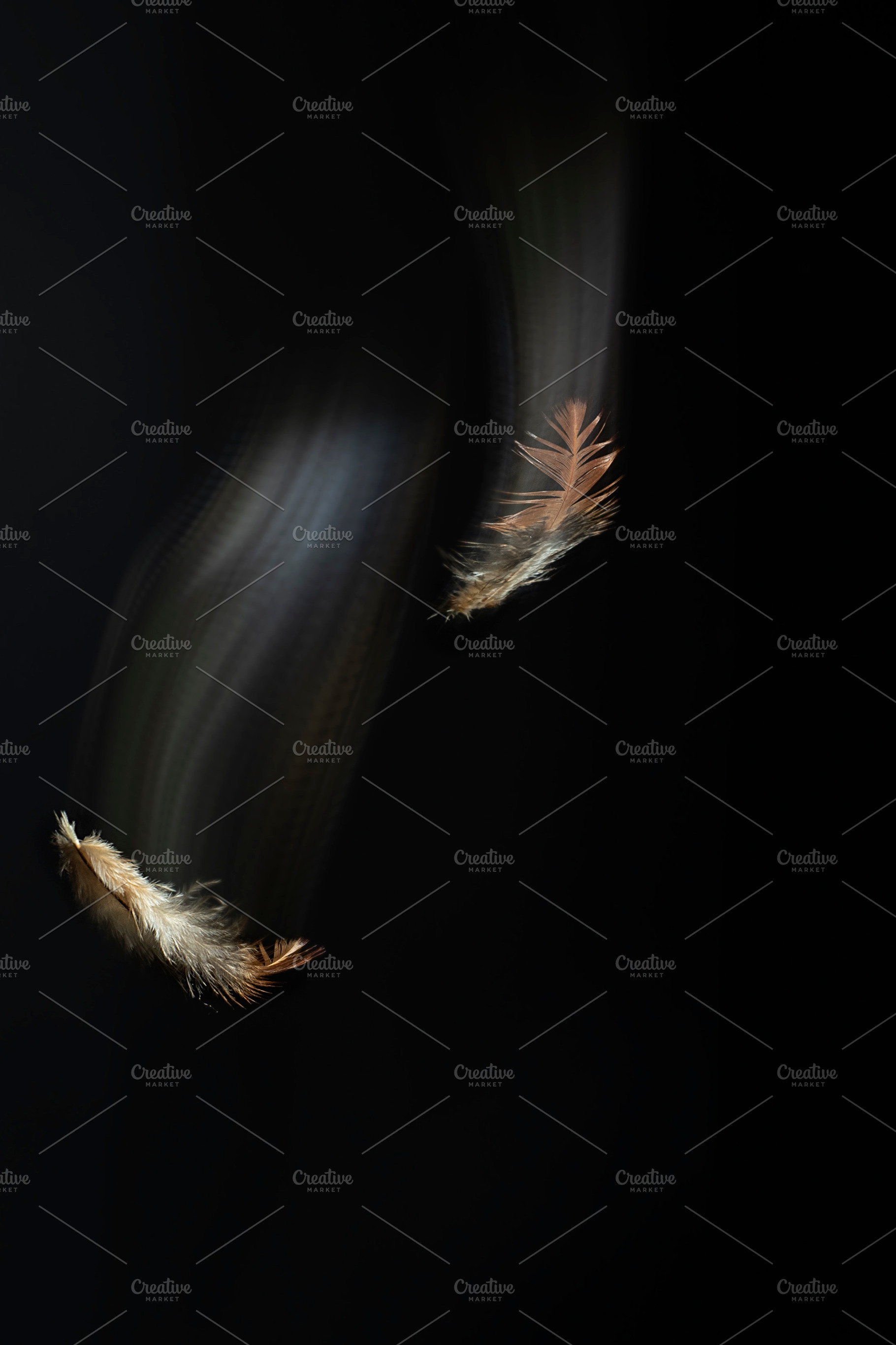 Feather falling light trail black ba featuring object, parrot, and parakeet, an Arts & Entertainment Photo by Nat