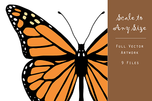 Monarch Butterfly Vector Graphic Set