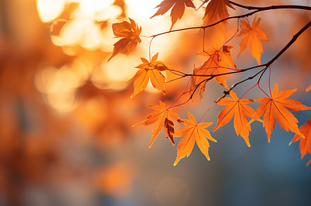 Maple leaves in autumn at sunset. Be, a Photo by LOGOCREATIVE