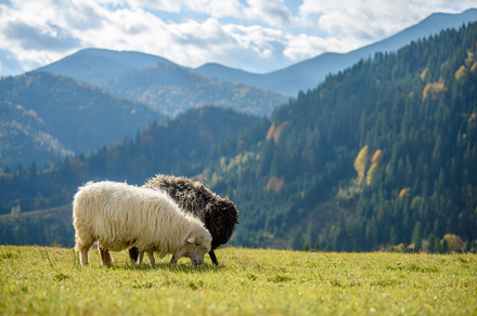 Mountain sheep grazing on pasture in autumn, an Animal Photo by Byrdyak