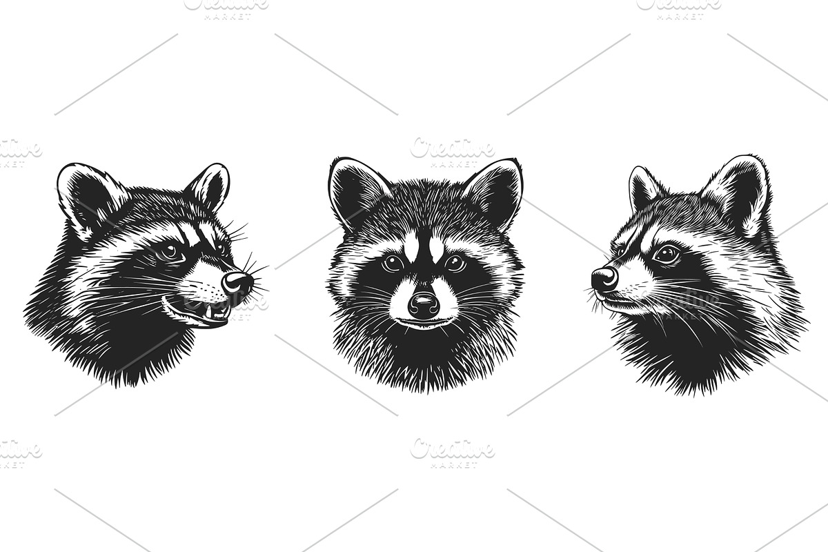Racoon portrait set. Angle side and, an Object Illustration by Valerie Bodnar