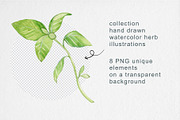 Watercolor Garden Herb Set, a Food Illustration by MilanaDesignShop (Thumbnail 3 of 3)
