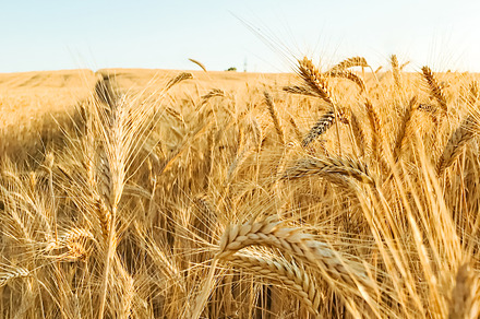 Wheat field stock photo containing wheat and field, a Nature Photo by OSORIOartist