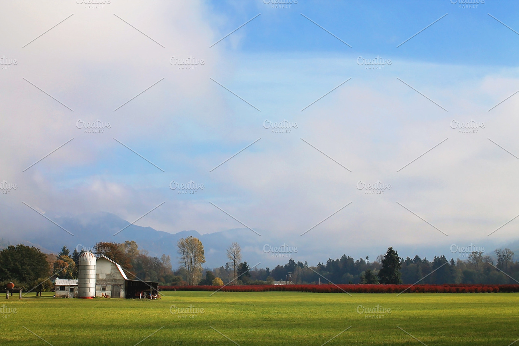 Barn And Blueberries