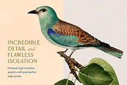 40 Vintage Birds & Branches, an Object Graphic by The Object Atlas (Thumbnail 5 of 9)