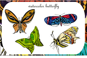 Watercolor Illustrations. Butterfly.