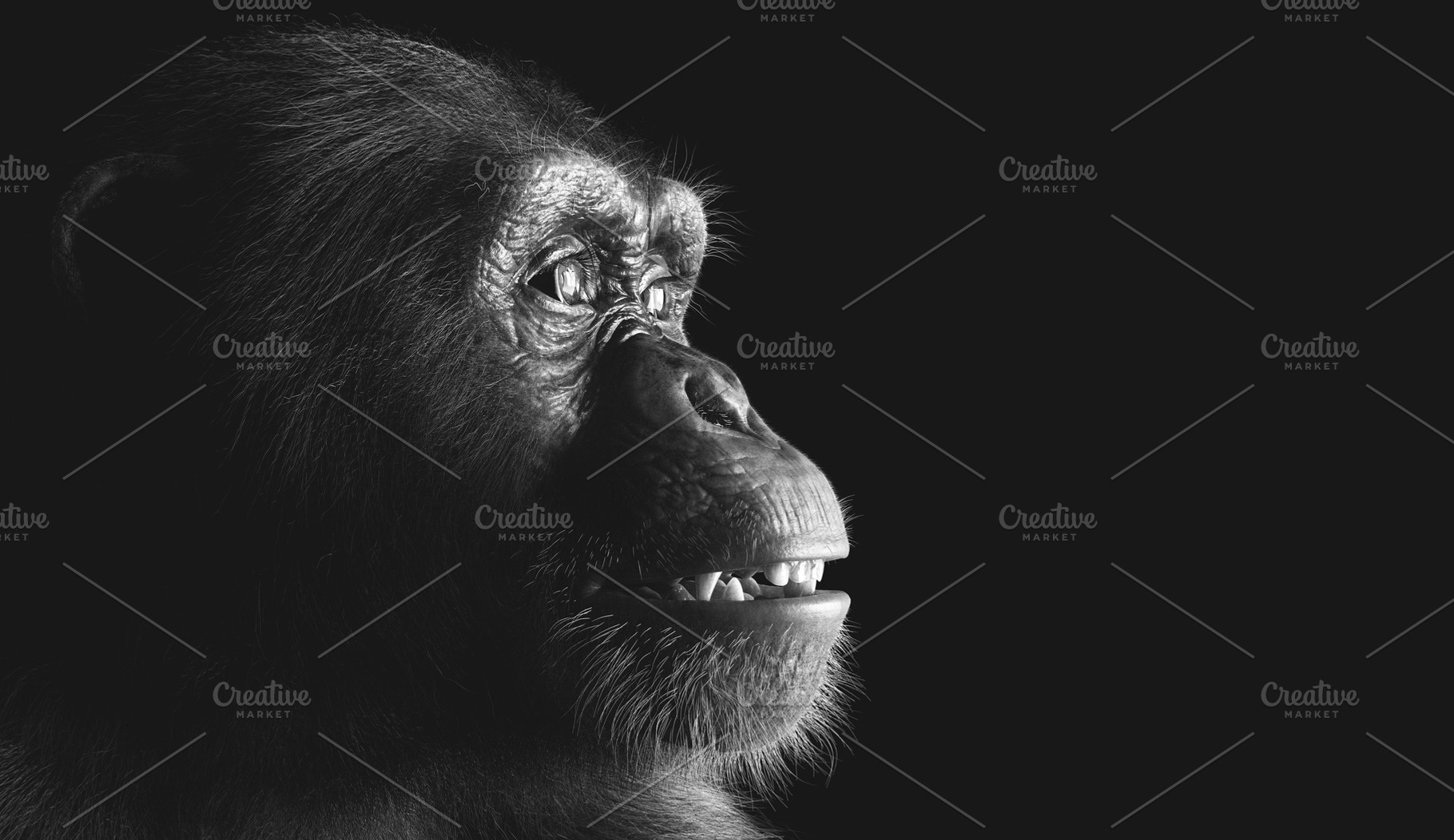 Chimpanzee monkey portrait on black, an Animal Photo by Photocreo Michal Bednarek
