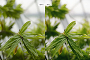 Green Mist Action, an Action Add-On by Bady Goods (Thumbnail 1 of 5)