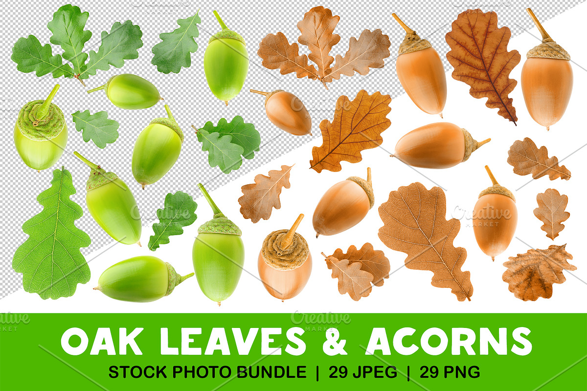 Oak tree leaves and acorns, an Object Graphic by Fruits+Veggies (Photo 1 of 11)