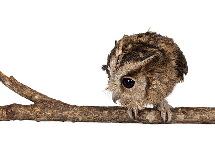 Indian scops owl on white background, an Animal Photo by Cat'chy Images by Nynke