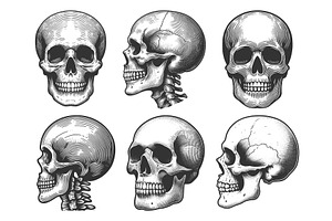 Human Skull engraving set vector, a Person Illustration by AlexArt
