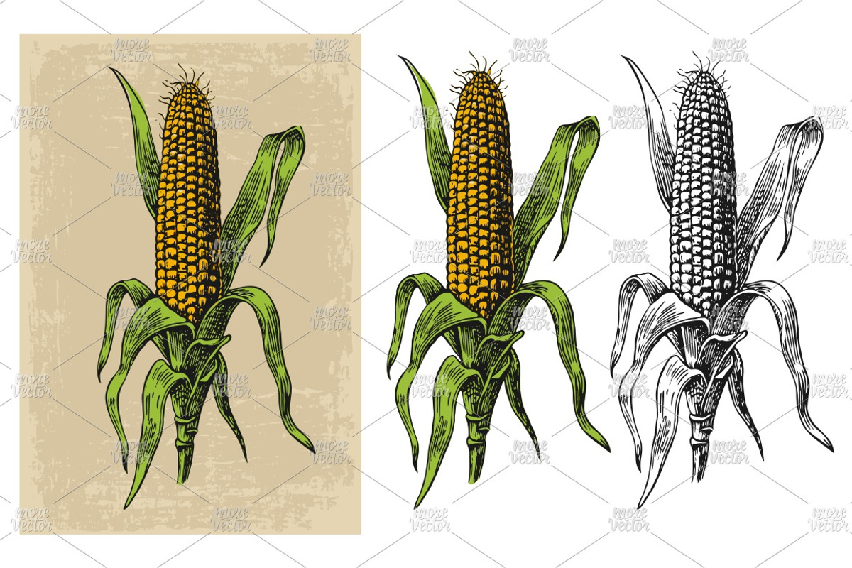 Ripe corn on the cob with leaf, a Food Illustration by MoreVector