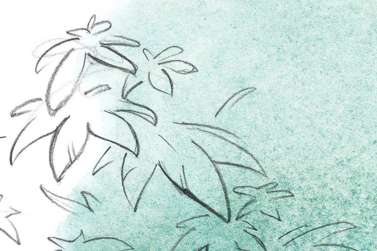 Pencil drawn cannabis, a Healthcare Illustration by AlenaO (Photo 3 of 9)
