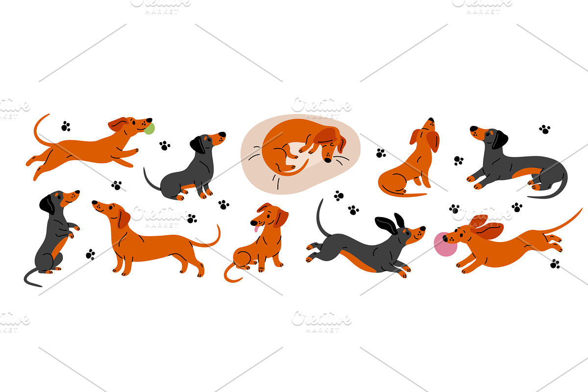 Cute dachshund. Funny long dog, an Animal Illustration by YummyBuum