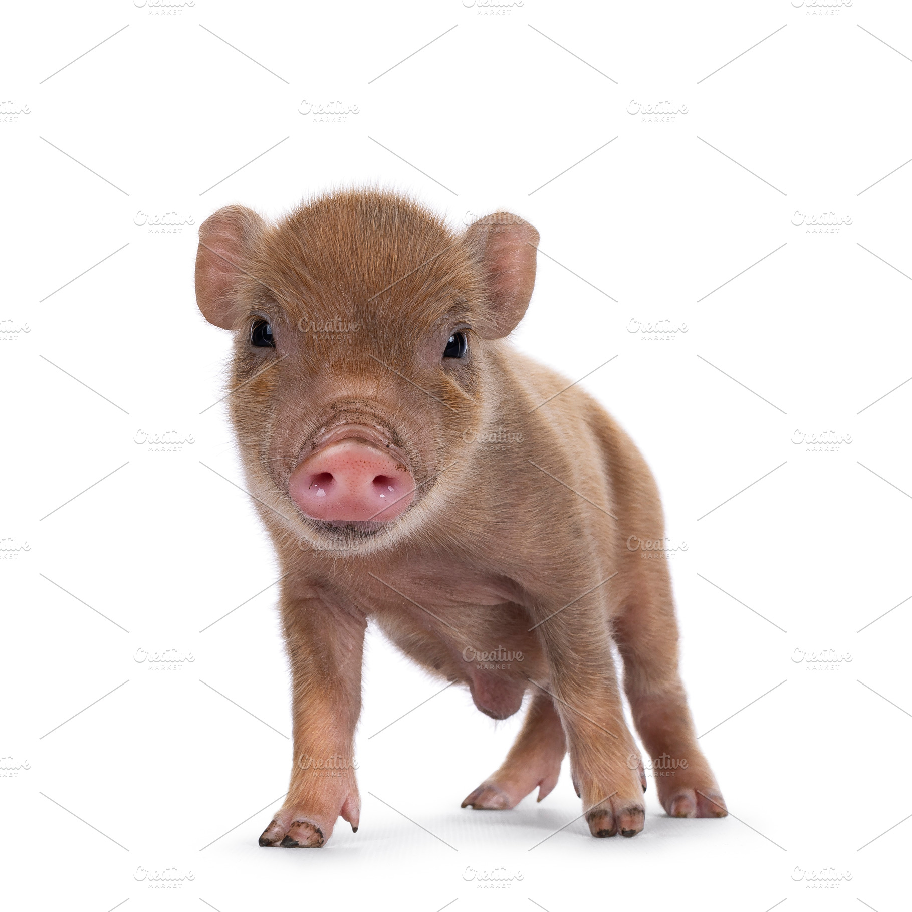 Red mini piglet on white background, an Animal Photo by Cat'chy Images by Nynke