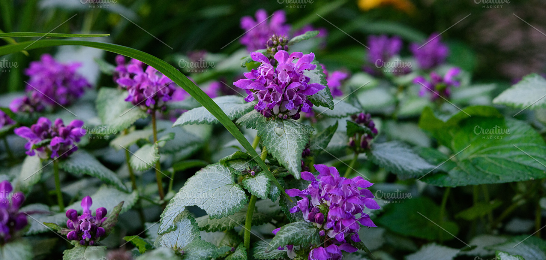 A close-up of a clump of purple deadnettle Lamium purpureum in b, a Nature Photo by ndanko