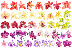 Orchid Flowers Watercolor