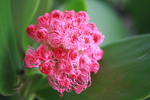 Squiggly Flower Blossom