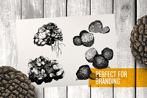 Truffle. Mushroom Hand Drawn Set