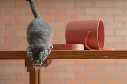 Little gray kitten plays