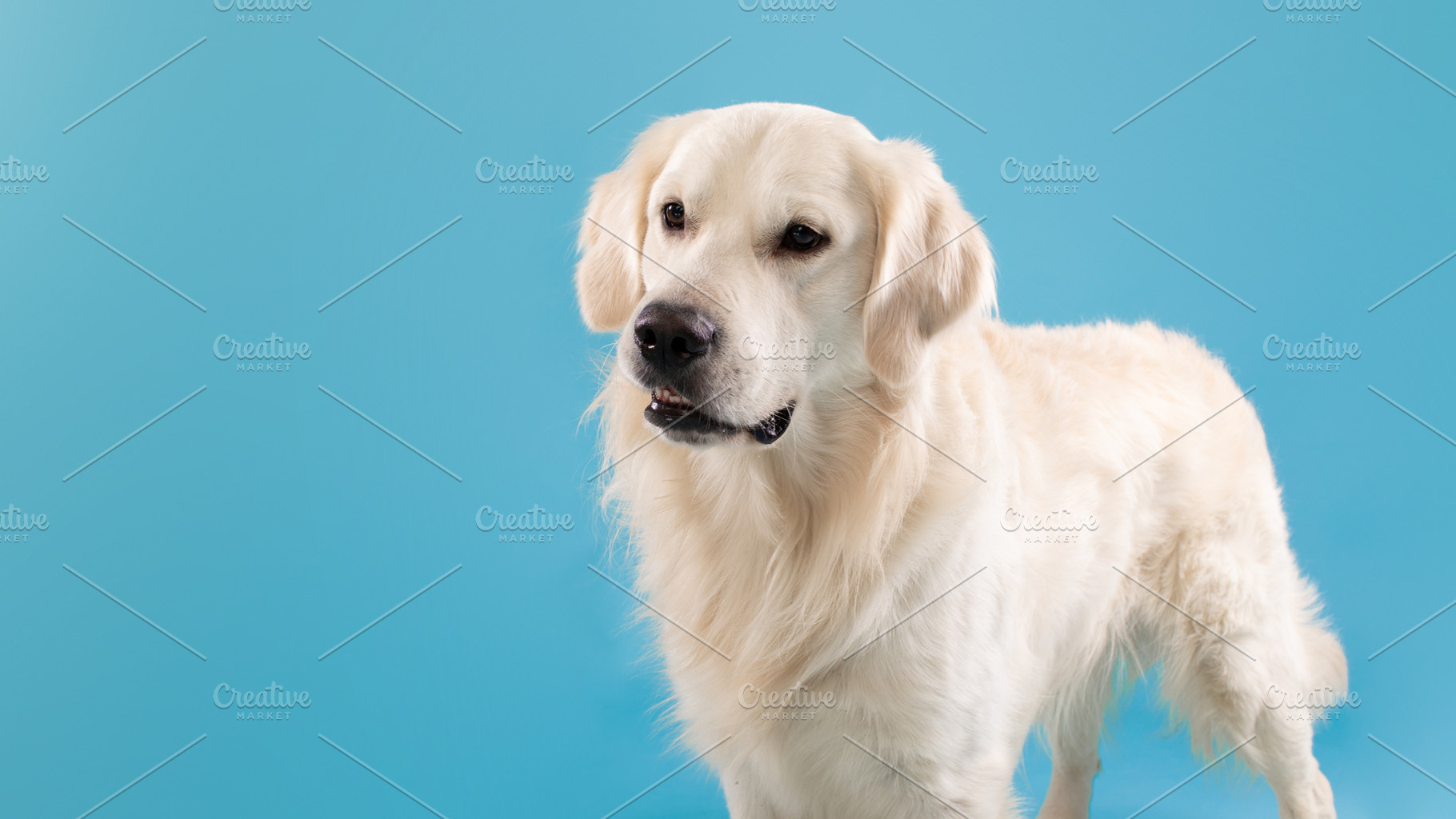 Portrait of healthy labrador dog looking aside at free space isolated over blue, a Photo by Prostock-Studio