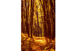 Middle of the autumn forest. Sun is, a Nature Photo by Nature and travel