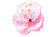 Pink sakura flowers collection., an Object Illustration by Yayasya (Thumbnail 3 of 3)