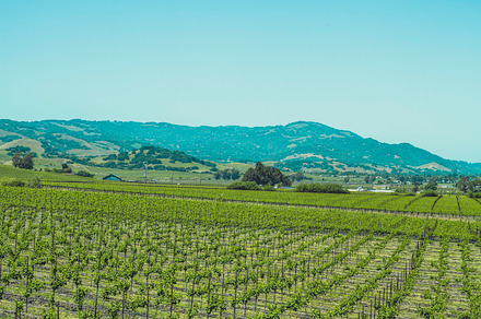 Vineyards Of Napa Valley 2 preview 5